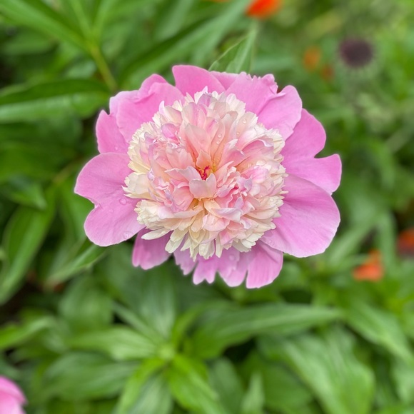 Meet your Posh Ambassador, Michelle!! - Picture 6 of 11